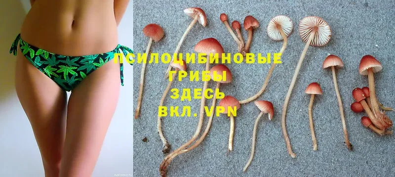 где продают   Кимры  Галлюциногенные грибы GOLDEN TEACHER 